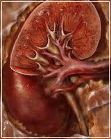 Kidney Disease